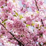 Cherry Blossoms - Nexceris is attending FC Expo 2020 in Tokyo