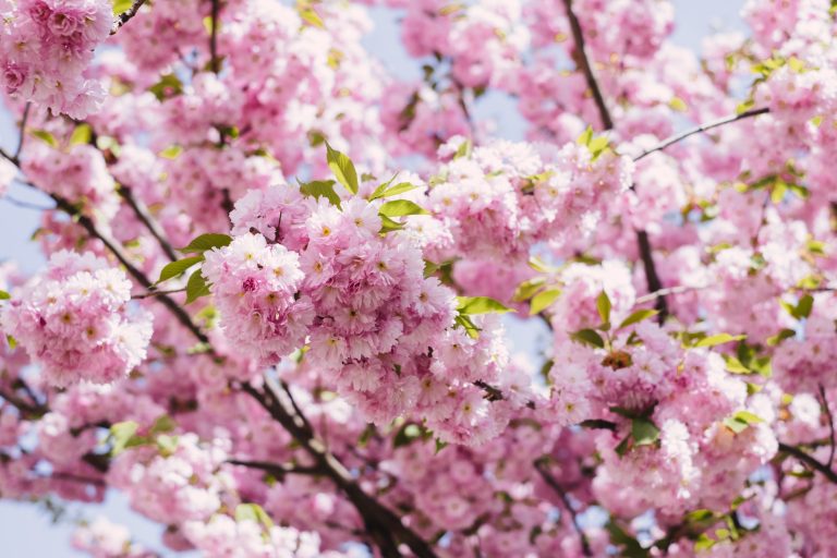 Cherry Blossoms - Nexceris is attending FC Expo 2020 in Tokyo